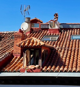 Madrid Sun Bunnies 1