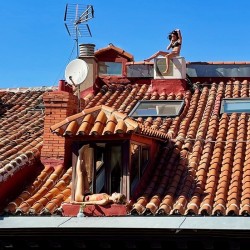 Madrid Sun Bunnies 1