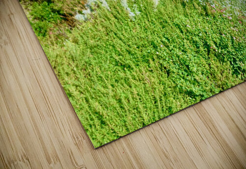 Ischia 5 vivajamz puzzle